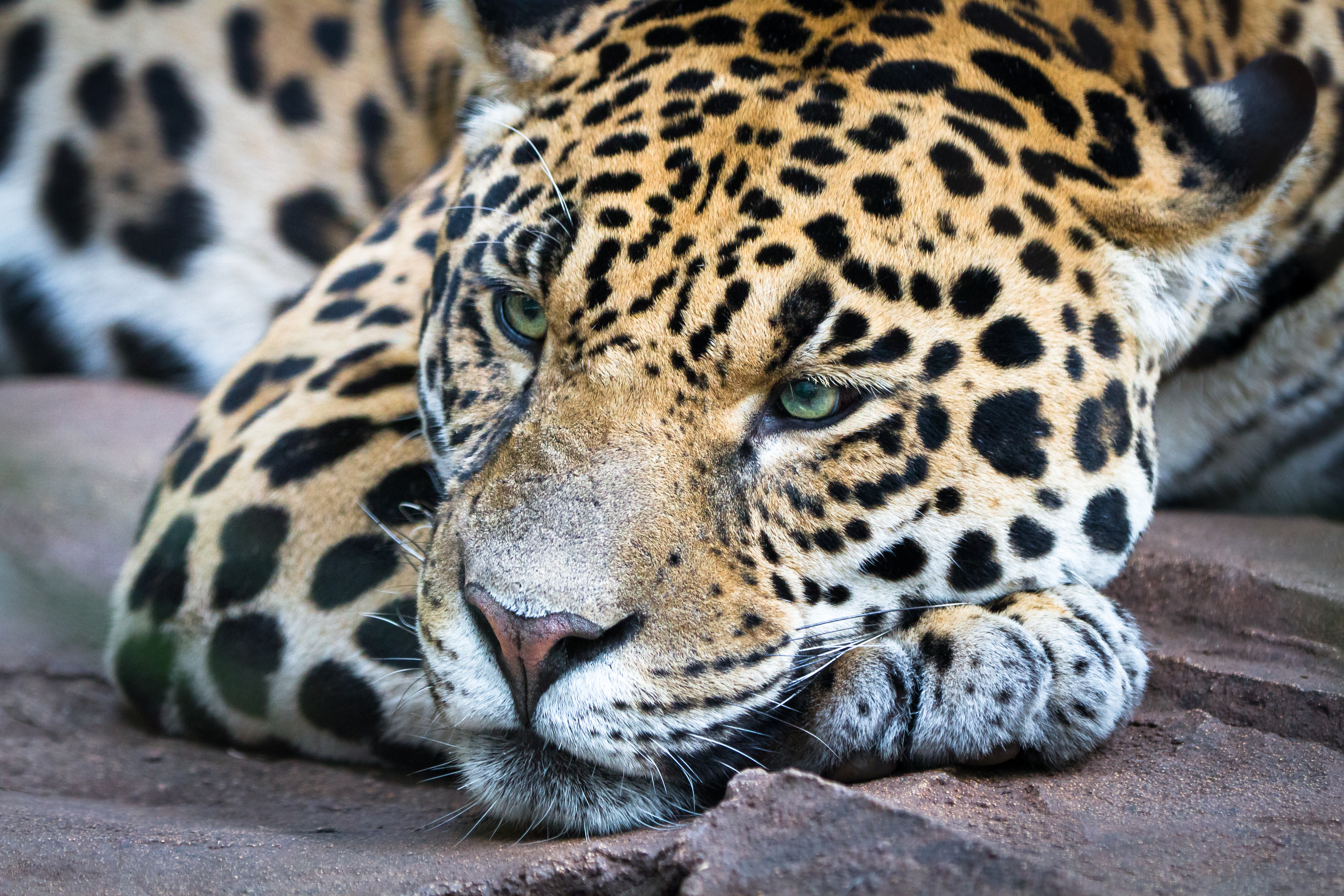 jaguar_resting.jpg