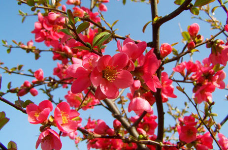 quince_flowers.jpg
