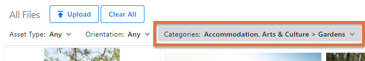 DAM_Header_Selected_Filters.png